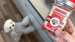 I TRICKED MY CUTE MALTESE DOG