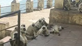 Monkeys at Savitri Mata Mandir PUSHKAR October 2025