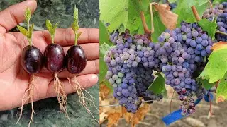 || Simple methods grow grape plants with Aloevera || growing Balck grape tree at home ||