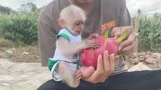 Indulge in peace! SinSin baby monkey and memorable moments