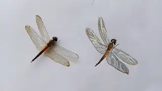 How to draw Dragonfly #realisctic drawing #thattan #dragonfly #drawingtutorials