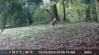 Suburban Backyard - Coyote Chases Deer - Oct 29 2024