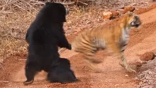 Sloth Bear Mum Stands on Back Legs to Scare Tiger