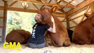Would you try &lsquo;cow hugging therapy&rsquo;? l GMA