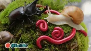 Millipede, Snail & Rhino Beetle Coexistence ! Rare Wildlife Footage #insectEncounter #Millipede 