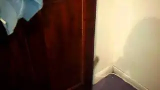 pisica patrundere prin efractie