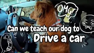 Can Dogs Learn to Drive? Step by step on how he learned! 🚘🐕