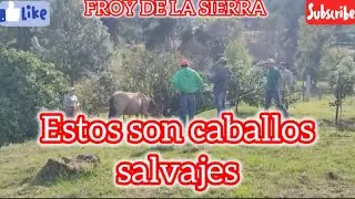 Agarramos unis caballos salvajes aqu&iacute; en la sierra@FROY 