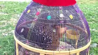 Black Francolin Voice Kaly Teetar  Ki Awaz || Kala Teetar Ki Awaz || Black Teetar Voice