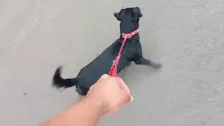 Passeando com meu cachorrinho 🐕‍🦺