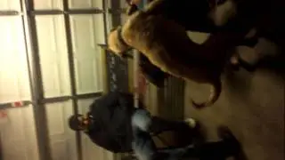 Dog commentary