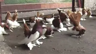 Голуби Пешкова Александра Ивановича pigeons of Russia