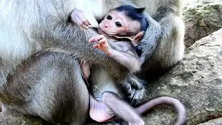 So Cute Newborn Baby Monkey Jinx is Nursing Milk Mother, But Very Active!