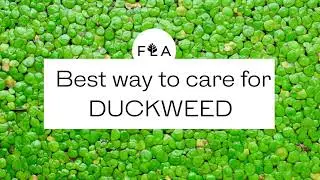 BEST TIPS FOR DUCKWEED! HOW TO PROPERLY CARE FOR YOUR AQUATIC PLANTS!