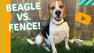 Family Fun For Everyone Dogs (Stop Digging!!)