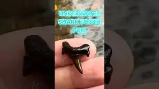 Fossil Shark Teeth Discovered From A Shallow New Jersey Creek! #fossilhunting #treasure