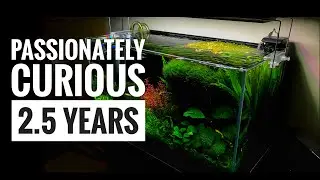 Cinematic Aquascape- 