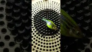 aquarium my green zebra danio fish pregnant