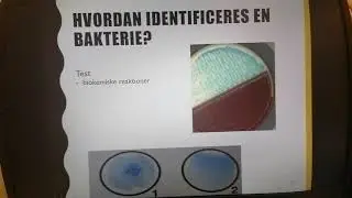 Introduktion til klinisk mikrobiologi