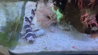Tiburón bambú como alimentarlo a él y a una morena anillada 😱