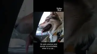 Dog overcomes his trauma!