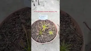 Coleccion de droseras capensis. Alba,tipica y roja total #plantas #plants#plantascarnivoras#drosera
