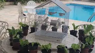Canarinho branco gostou do almeir&atilde;o