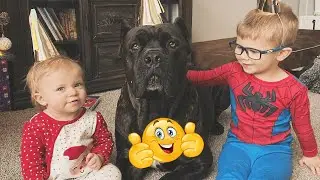 Grows Up With His 125-Pound Gentle Giant by His Side 🐶