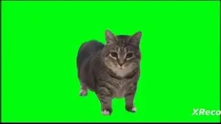 OLLA OLLA (SPRING CAT) @ProAdib