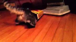 Bella The Scottish Fold cat in a Pops cereal box