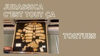Tortues avec Chloé et Gaël - JURASSICA c'est tout ça