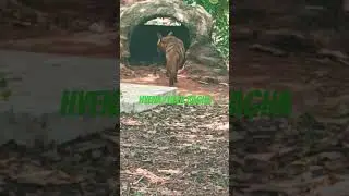 Hyena /Heta bagha