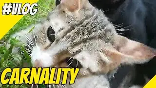 What does a cats mating call sound like