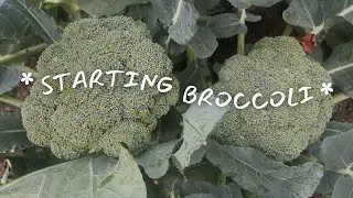 Starting Broccoli Seeds For My Small Suburban Vegetable Garden