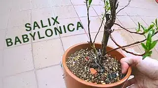 Willow (Sauce) Bonsai