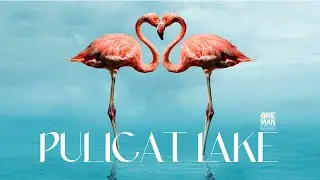 THE SWEET SIDE OF PULICAT LAKE