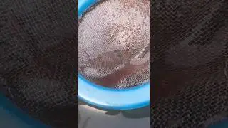 💥😱Moina Culture Making🙈💥 #telugu #treding #viral #aquarium #fish #moina #livefood