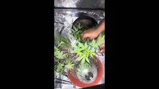 HOW TO LOW STRESS TRAIN (LST)!!!!!!!⛽️PINK RUNTZ😶&zwj;🌫️