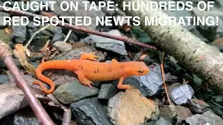 Episode 11: Caught On Tape! A Red Spotted Newt Migration