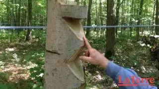 Conna&icirc;tre les entailles de direction d'abattage