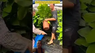 Effective Plant Packing Techniques#PlantPacking#Plants#Shipping#PackinTips#shorts#plants#tree#tips