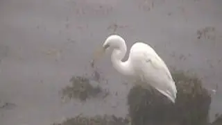 Great Egret Works Hard to Swallow the Big Fish