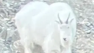 Sept-Oct 2021 Alaska, Chugach Range, Marcus Baker Glacier Mountain Goat and Black Bear hunt.