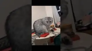 OMG Funny cats .. can't stop laughing 🤣🤣 #shorts