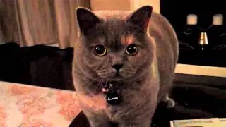 Dutchess Tea Time the British Shorthair Cat