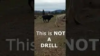 BREAKFAST STAMPEDE: No Cow Left Behind 🚨 #farming  #shorts