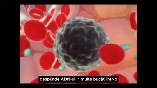 Rolul limfocitelor natural killer in imunitate