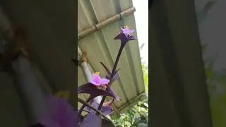 The Purple Heart.. (Tradescantia)