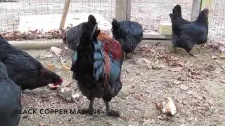 Black Copper Marans