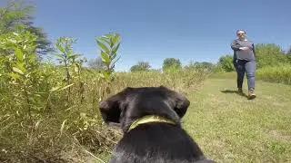 Bugs Eye View Episode 2